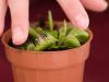 What Does A Venus Flytrap Have To Do With Fetish Photography?