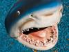 Landshark!!!